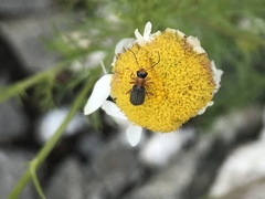 Cantharis lateralis