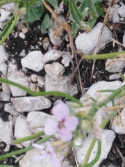 Clausia agideliensis