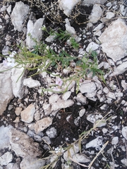 Clausia agideliensis