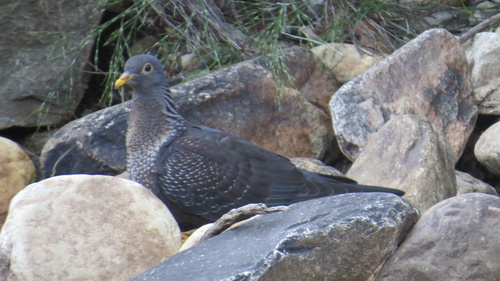 Rameron Pigeon