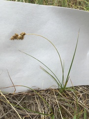 Carex arenaria