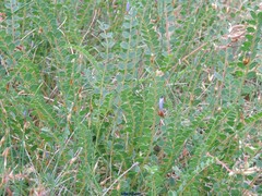 Astragalus monspessulanus