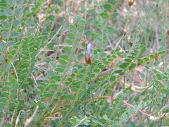 Astragalus monspessulanus