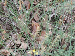 Thymelaea pubescens