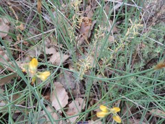 Thymelaea pubescens
