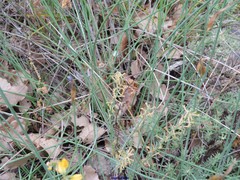 Thymelaea pubescens