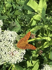 Argynnis paphia