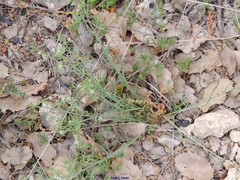 Thesium divaricatum