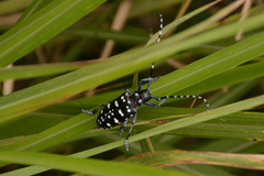 Anoplophora chinensis