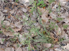Thesium divaricatum