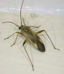 Adelphocoris