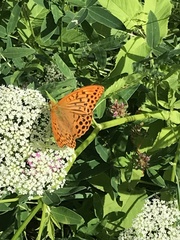Argynnis paphia