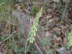 Sideritis incana