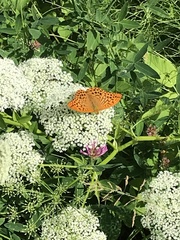 Argynnis paphia