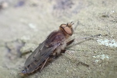 Thereva brunnea