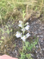 Linaria repens