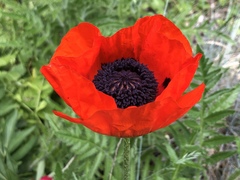 Papaver orientale