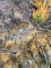 Limonium anthericoides