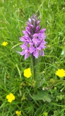 Dactylorhiza praetermissa junialis