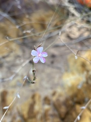 Limonium anthericoides