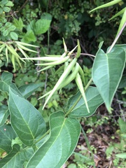 Vincetoxicum rossicum