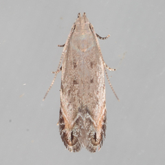 Battaristis nigratomella