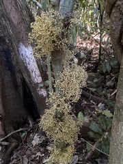 Pycnarrhena novoguineensis