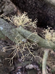 Pycnarrhena novoguineensis