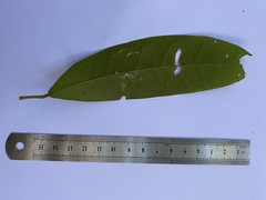 Pycnarrhena novoguineensis