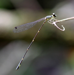 Protosticta kinabaluensis