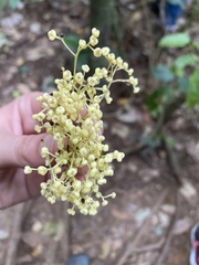Pycnarrhena novoguineensis