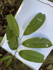 Pycnarrhena novoguineensis