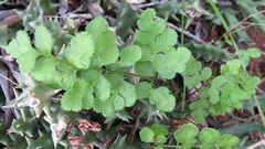 Cheilanthes capensis