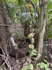 Pycnarrhena novoguineensis