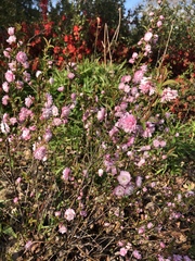 Prunus glandulosa