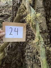 Pycnarrhena novoguineensis