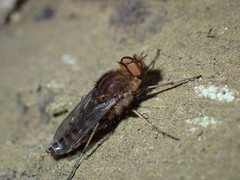 Thereva brunnea