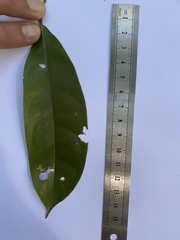 Pycnarrhena novoguineensis