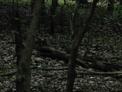 Urva