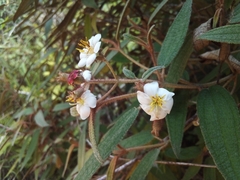 Miconia angustilamina