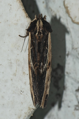 Spatalia sikkima