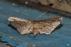 Picrostomastis inductalis