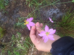Sabatia grandiflora