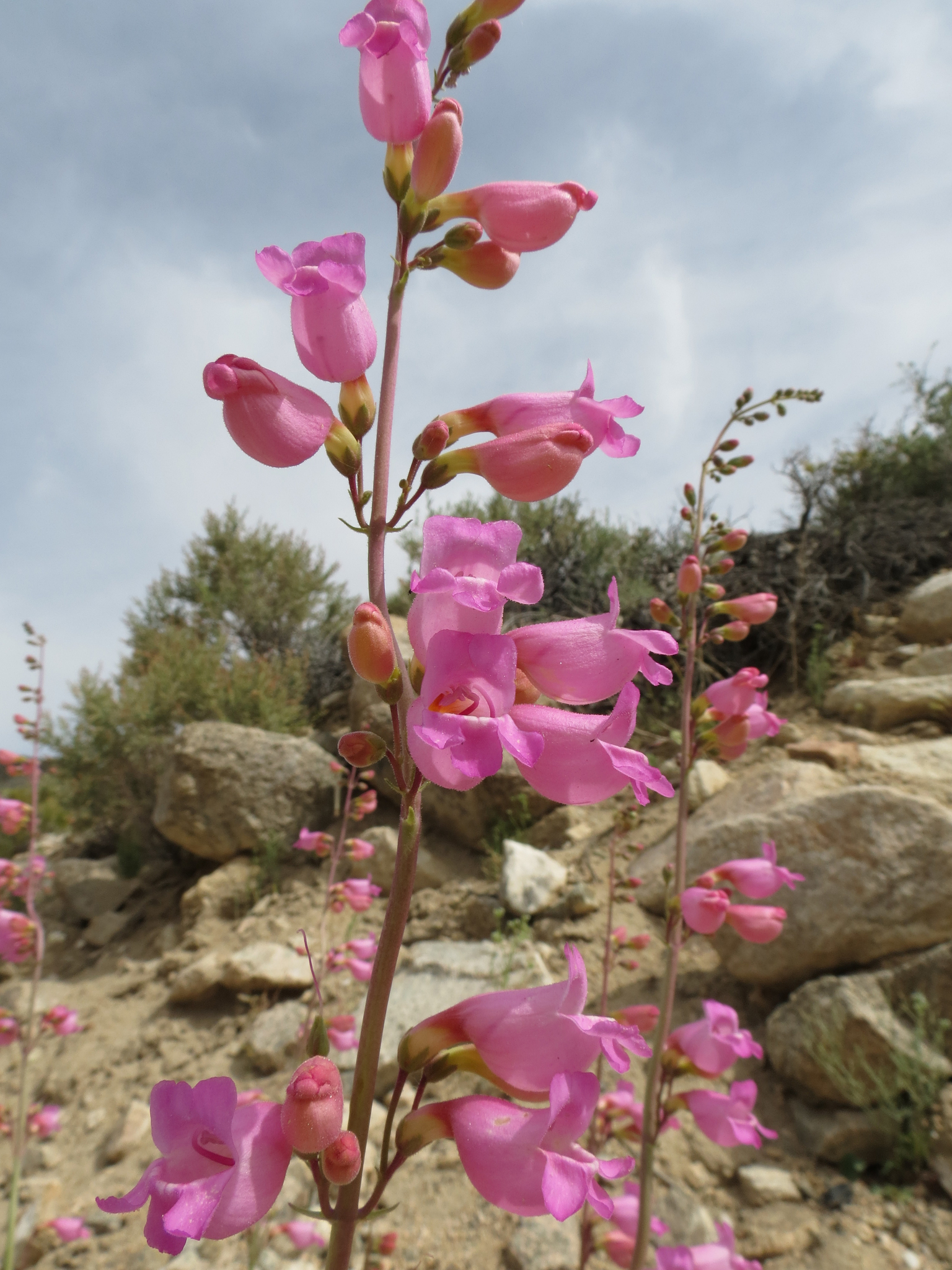 Penstemon floridus var. floridus