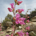 Panamint Beardtongue - Photo (c) tangojuli, some rights reserved (CC BY-NC)