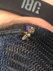 Chrysops divaricatus