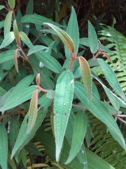 Miconia angustilamina
