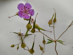 Geranium pratense
