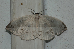 Cyclidia substigmaria