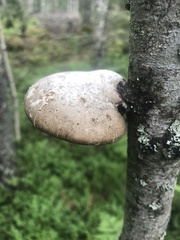 Fomitopsis betulina
